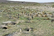 Penguin burrows at the Penguin Colony on the Bahia Camarones.
