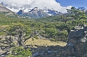 Forest and mountains in the Parque Nacional Los Glaciares.