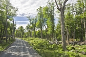 Gravel forest road in the Parque Nacional Los Glaciares.