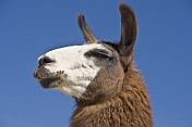 Llama head closeup.
