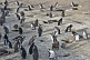 Image of Penguin burrows at the Penguin Colony on the Bahia Camarones.