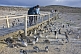Tourists watch penguins at the Penguin Colony on the Bahia Camarones.