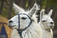 Image of Trekking with llamas in the Parque Nacional Los Glaciares.