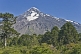 Image of Forest of Monkey-puzzle Trees (Araucaria araucana) in front of the Lanin Volcano.