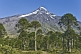 Image of Forest of Monkey-puzzle Trees (Araucaria araucana) in front of the Lanin Volcano.