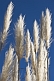 Image of Pampas grass in sunlight.