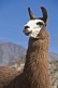 Image of Llama head closeup with cacti background.