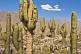 Image of A stand of giant cacti at the Pucara Walled City Ruins.