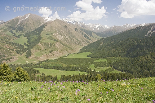 Forest, flowers, and green meadows amongst the snow-capped mountains of the Sarycat Ertas Nature Reserve.