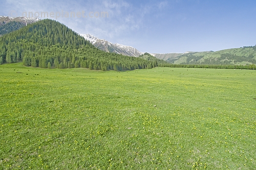 Flower-filled meadows of the Sarycat Ertas Nature Reserve lead through thick pine forests to the snow-capped Mountains of Altyn Arashan.