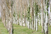 Three lines of Poplar trees near the Ala-Archa Canyon, south of Bishkek.