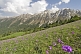 Purple flowers contrast the snow-capped mountains of the Sarycat Ertas Nature Reserve.