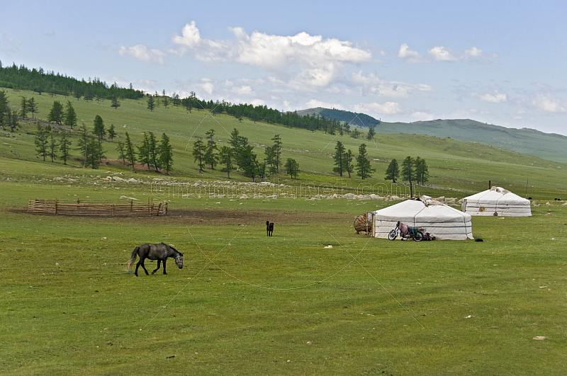 A group of yurts in a forested mountain valley, with horse and Tibetan Mastiff dog.