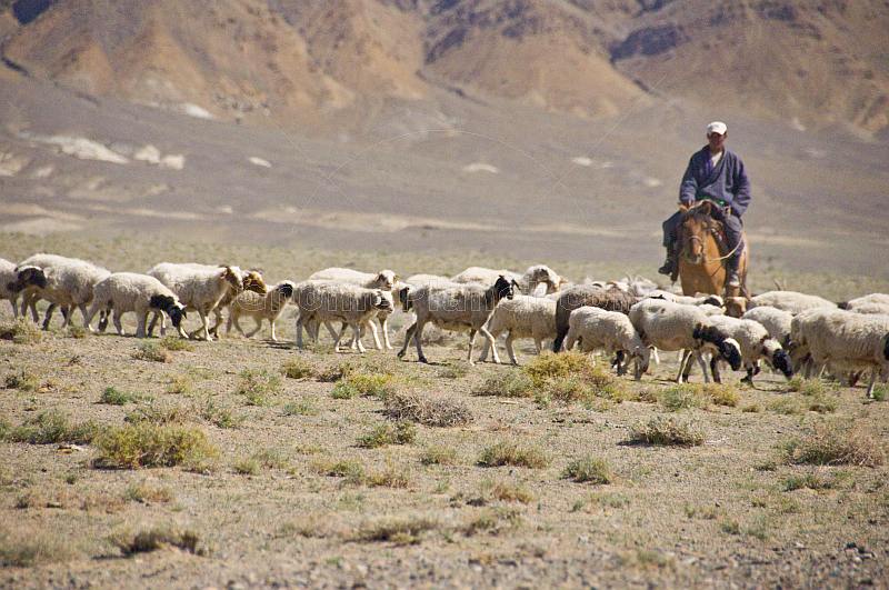 Flock of sheep with herder on horseback near the Khyargas Nuur lake, near Naranbulag.