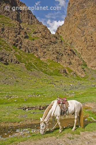 White saddled horse grazing in the Gurvan Saikhan National Park.