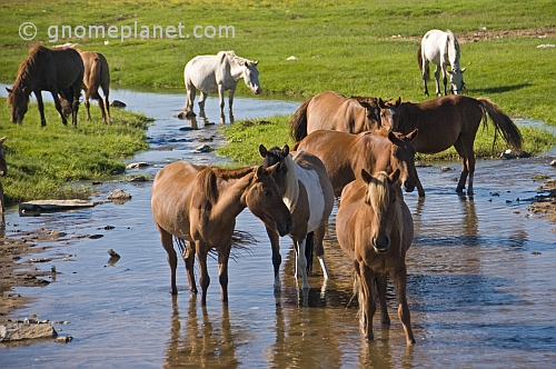 Mongolian horses standing in a stream.