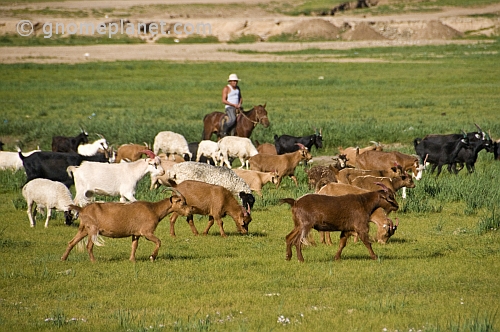 Goats, sheep, and cattle herded by a distant horseman.