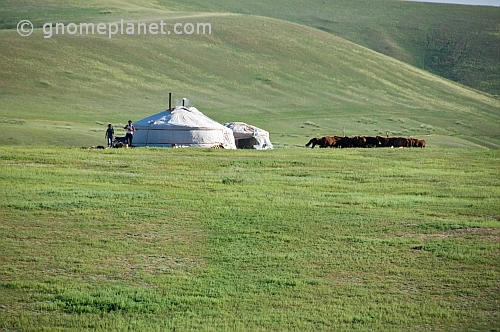 Two yurts with a herd of grazing cattle on the grassy slopes of the mountains.