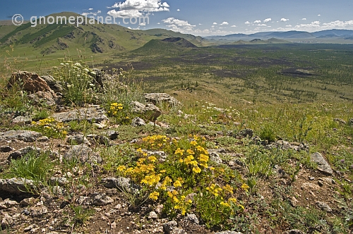 A flowery mountaintop vantage point looks over forested valleys and the Khorgo Uul volcano caldera.