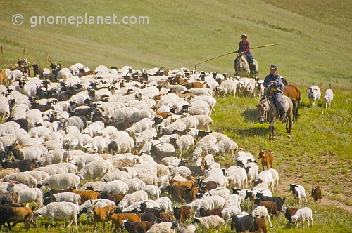 Sheep herders on horseback guiding their flocks through the mountains.
