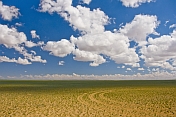 Sparce vegetation of the Gobi Desert, with tyre tracks, and clouds.