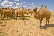A herd of Bactrian Camels roam the Gobi desert.