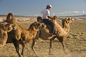 A Mongol camel-driver leads his herd of Bactrian Camels back to their rest and evening meal.