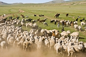 Sheep grazing on the Mongolian Plains are brought under control by their shepherds.