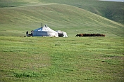 Two yurts with a herd of grazing cattle on the grassy slopes of the mountains.