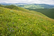 A flower-filled meadow on a mountain top overlooking green and forested valleys.