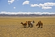 A herd of horses grazing on the arid Mongolian plains.