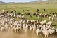 Image of Sheep grazing on the Mongolian Plains are brought under control by their shepherds.