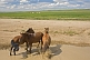 Three horses stand in a stream near to an encampment of yurts on the Mongolian grassland.
