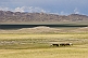 Image of Horses grazing near a lake.