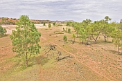 Trees in dry bed of Finke River near Alice Springs seen from GSR Ghan log distance train.