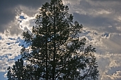 Pine trees and storm clouds.