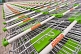 Image of Lines of stainless steel shopping trolleys outside Globus, a modern Russian supermarket.
