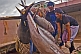 Handling Yellowfin Tuna