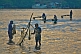 Hand-net Fishermen in Negombo Harbor
