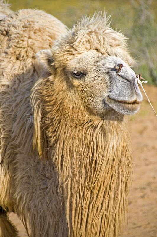 Bactrian Camel waits patiently in the Nuratau-Kyrzylkum Biosphere Reserve, near Lake Aidarkul.