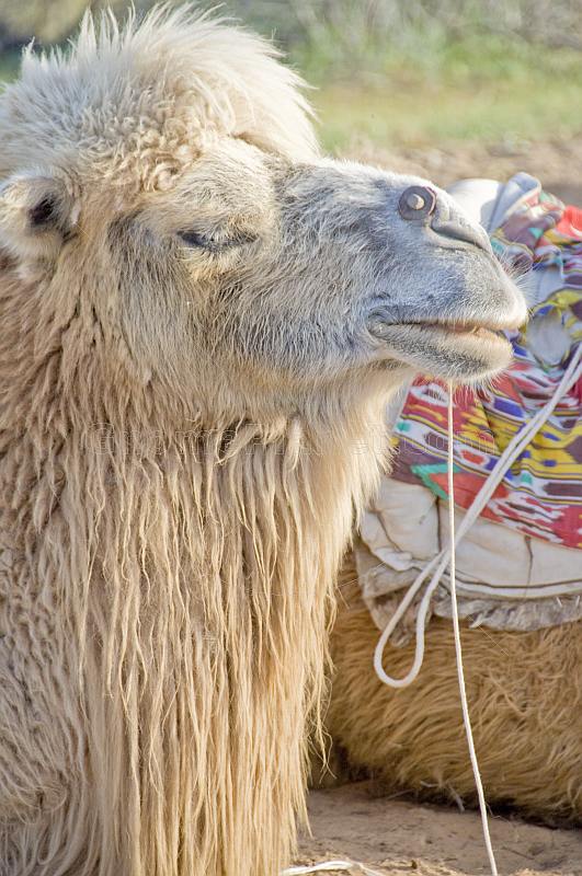 Bactrian Camel waits patiently in the Nuratau-Kyrzylkum Biosphere Reserve.