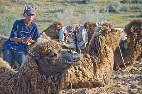 Uzbek camel driver waits with his Bactrian Camel charges in the Nuratau-Kyrzylkum Biosphere Reserve, near Lake Aidarkul.
