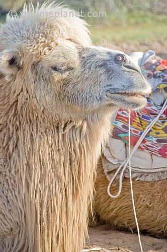 Bactrian Camel waits patiently in the Nuratau-Kyrzylkum Biosphere Reserve.