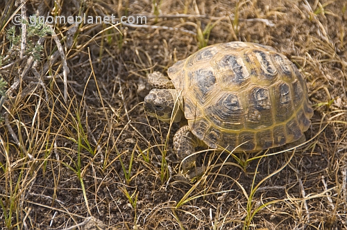 A Wild Tortoise crossing the Nuratau-Kyrzylkum Biosphere Reserve, near Lake Aidarkul.
