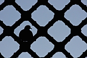 Pigeon provides a silhouette on the Jali-screen of a madrassa.