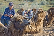 Uzbek camel driver waits with his Bactrian Camel charges in the Nuratau-Kyrzylkum Biosphere Reserve, near Lake Aidarkul.