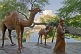 Statues of nomad and camels in front of the Lyabi Hauz pool.