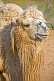 Image of Bactrian Camel waits patiently in the Nuratau-Kyrzylkum Biosphere Reserve, near Lake Aidarkul.