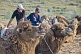 Image of Bactrian camels waits patiently with their handlers.