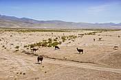 Llamas grazing on a dry and dusty plain.